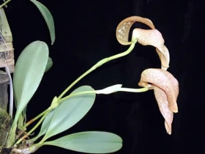 Bild von Bulbophyllum burfordiense 3